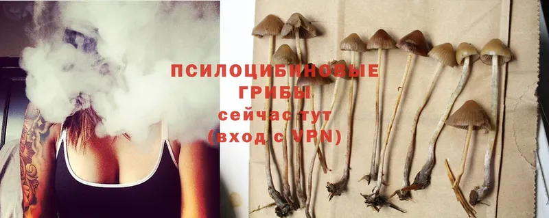 закладка  Аткарск  Галлюциногенные грибы Psilocybe 